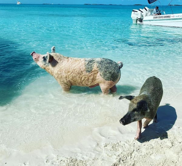 Bahamas grisar