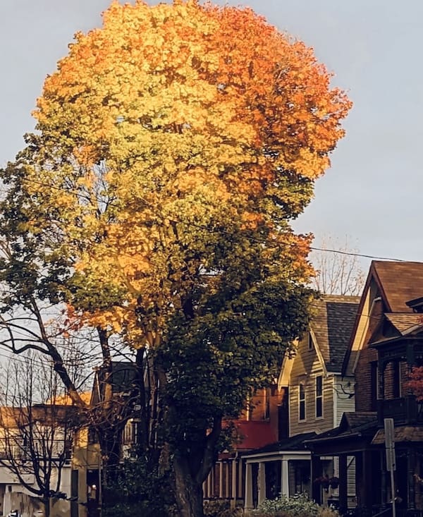 The Glebe Ottawa